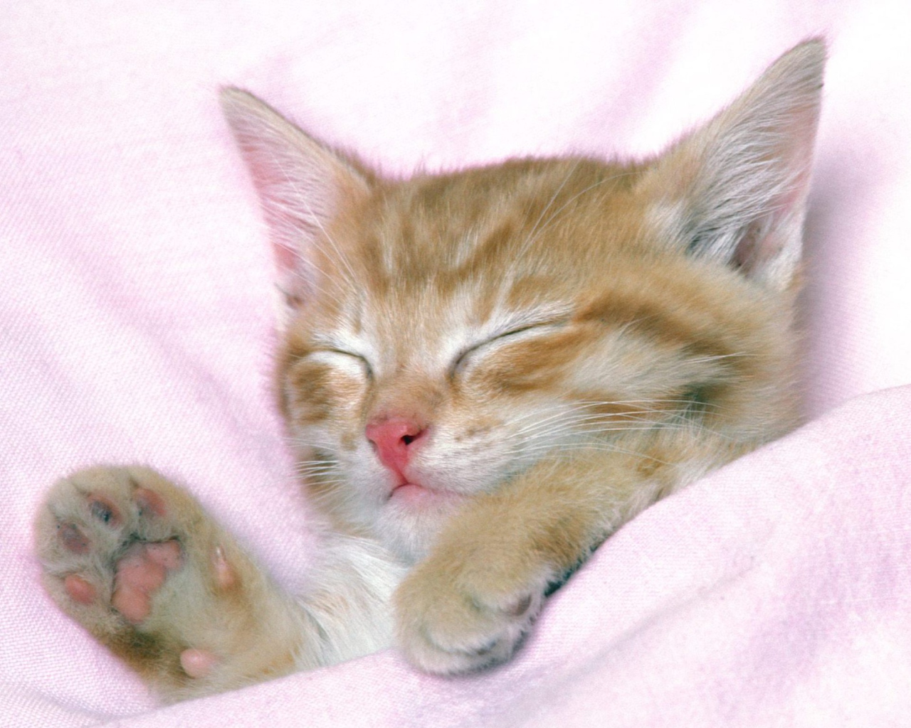 Fondo de pantalla Cat Sleep 1280x1024