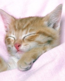 Fondo de pantalla Cat Sleep 128x160