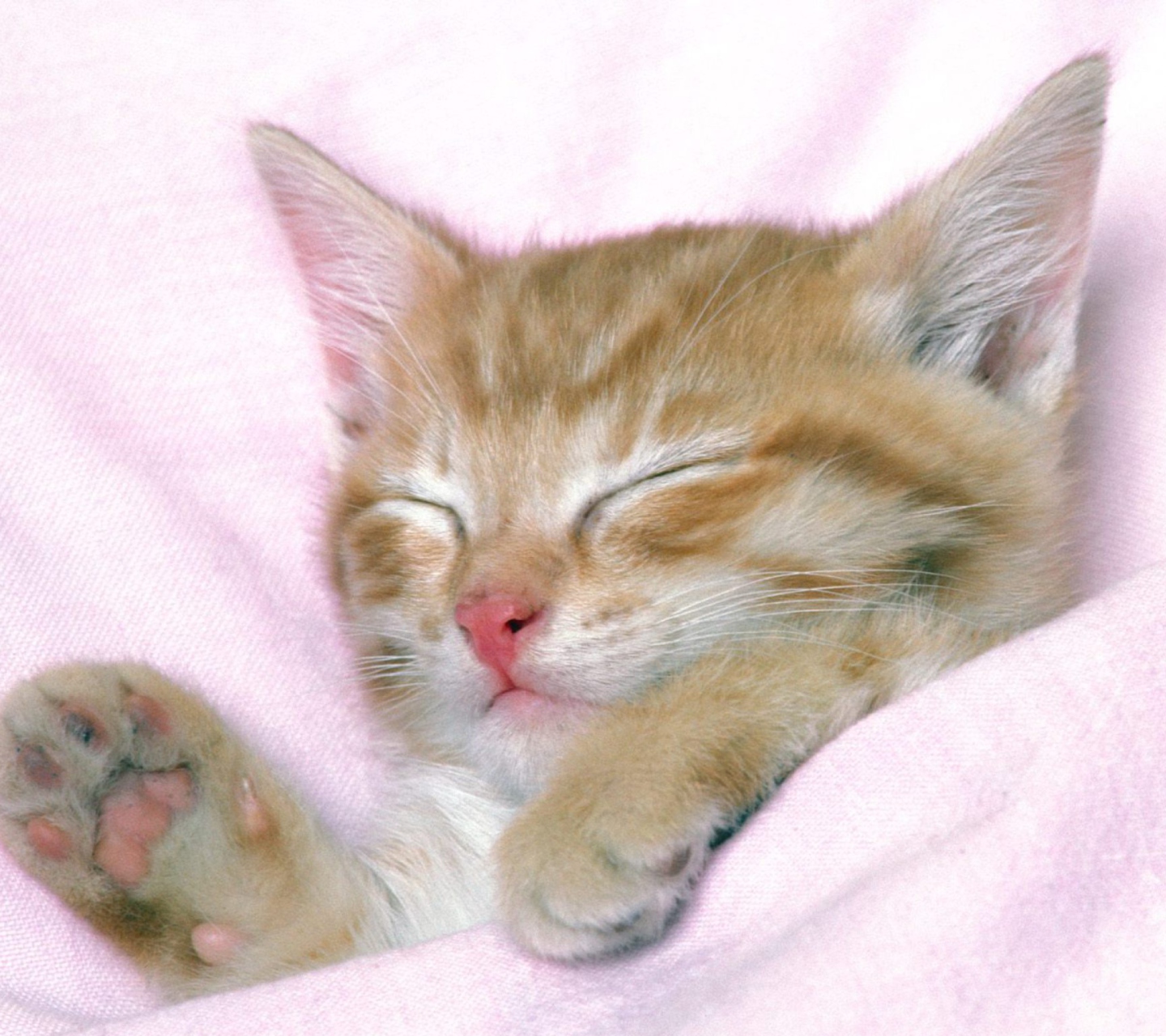 Fondo de pantalla Cat Sleep 1440x1280