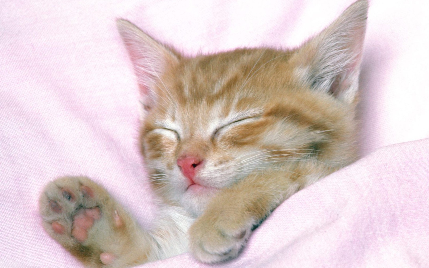 Das Cat Sleep Wallpaper 1440x900