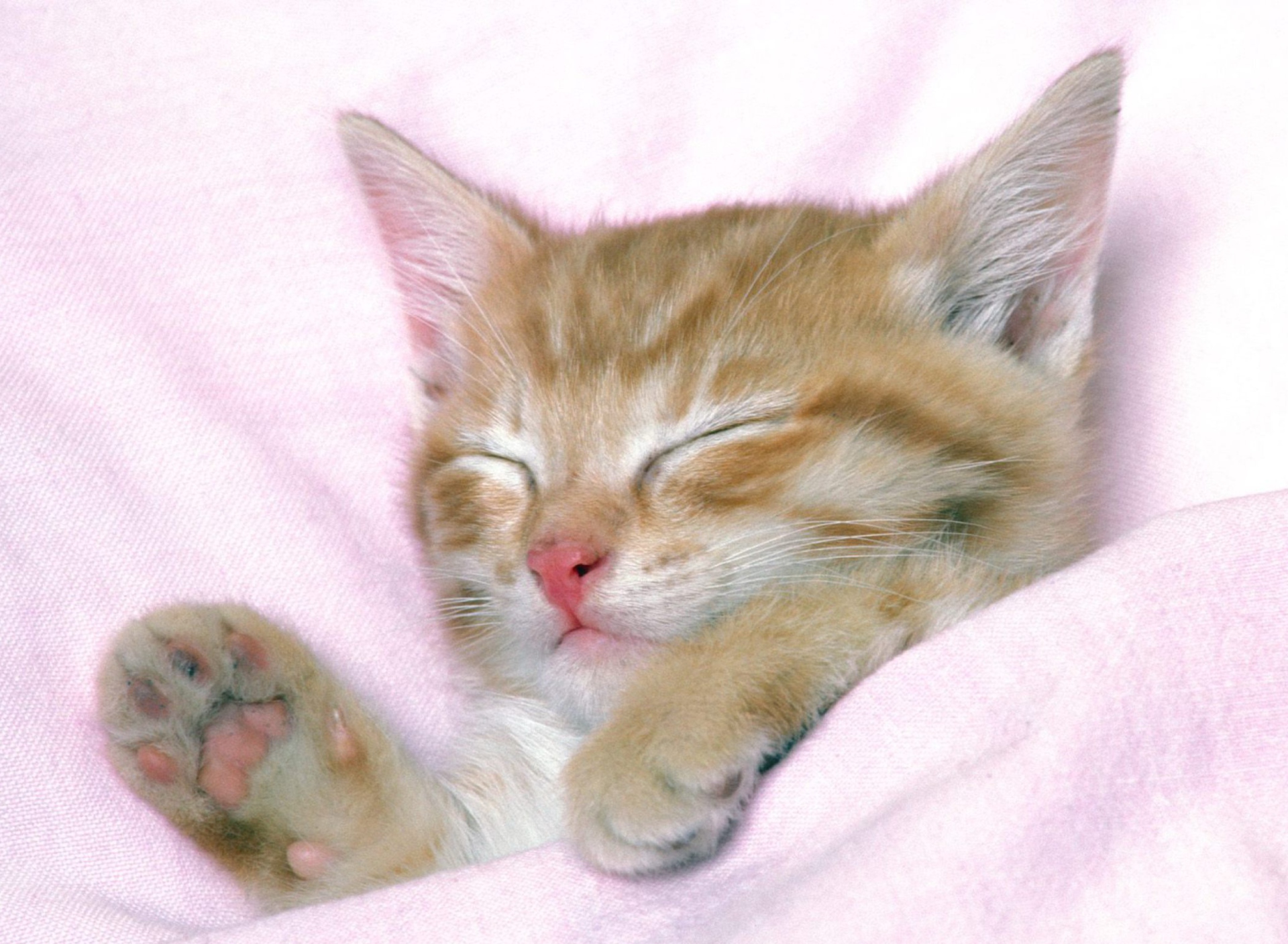 Fondo de pantalla Cat Sleep 1920x1408