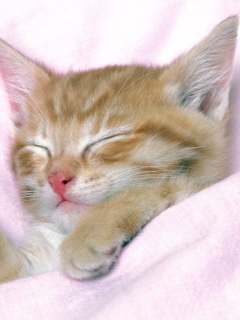 Fondo de pantalla Cat Sleep 240x320