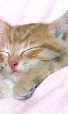 Cat Sleep screenshot #1 240x400