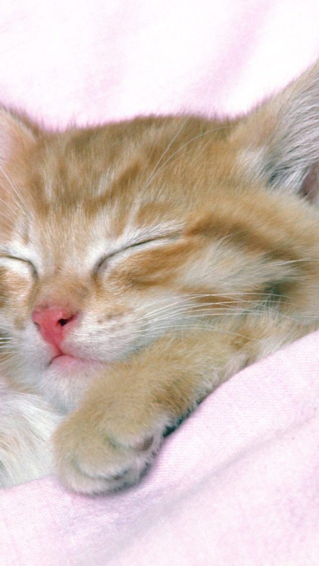 Cat Sleep screenshot #1 640x1136