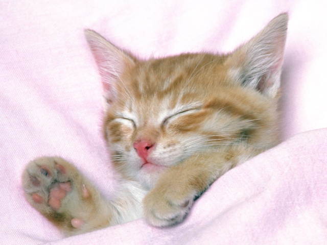 Das Cat Sleep Wallpaper 640x480