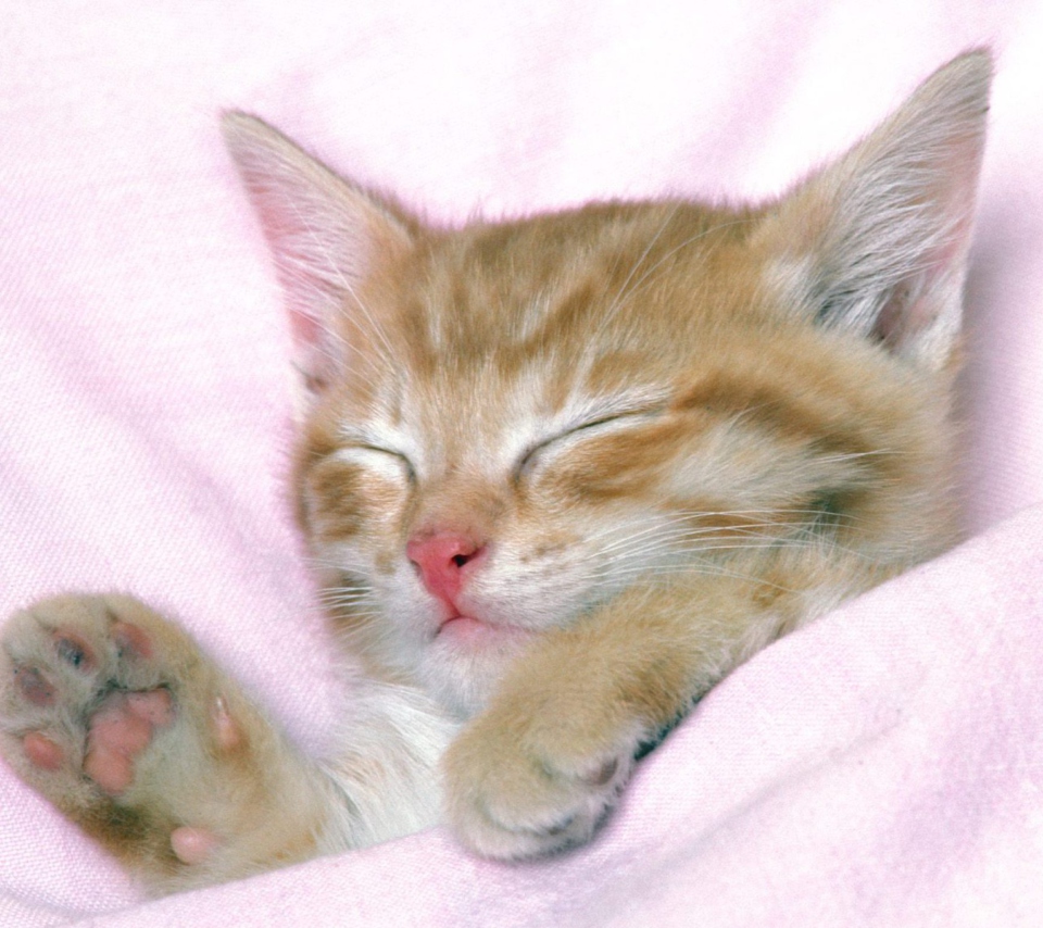 Das Cat Sleep Wallpaper 960x854