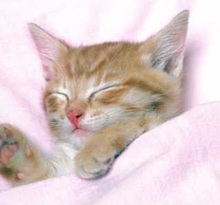 Cat Sleep - Obrázkek zdarma pro Samsung E1150