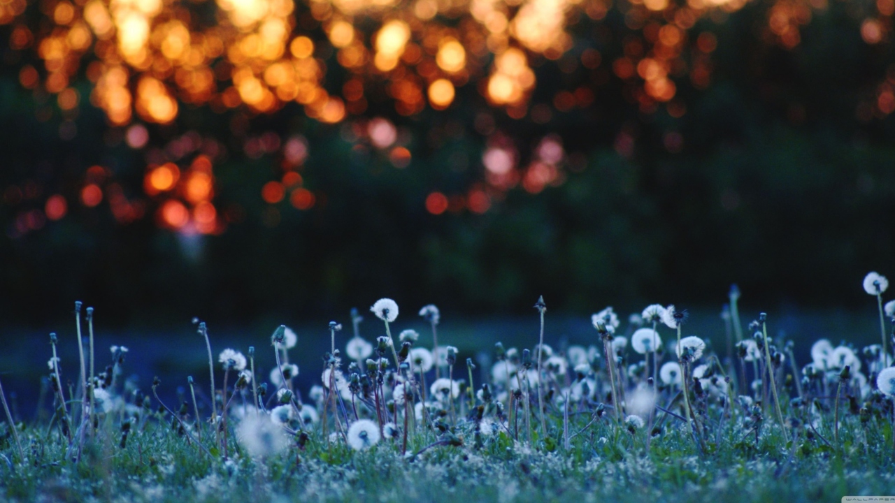 Dandelion Meadow wallpaper 1280x720