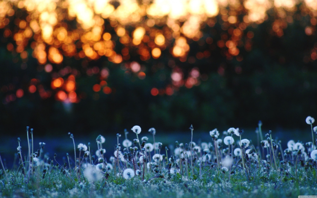 Dandelion Meadow screenshot #1 1280x800