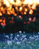 Dandelion Meadow wallpaper 128x160