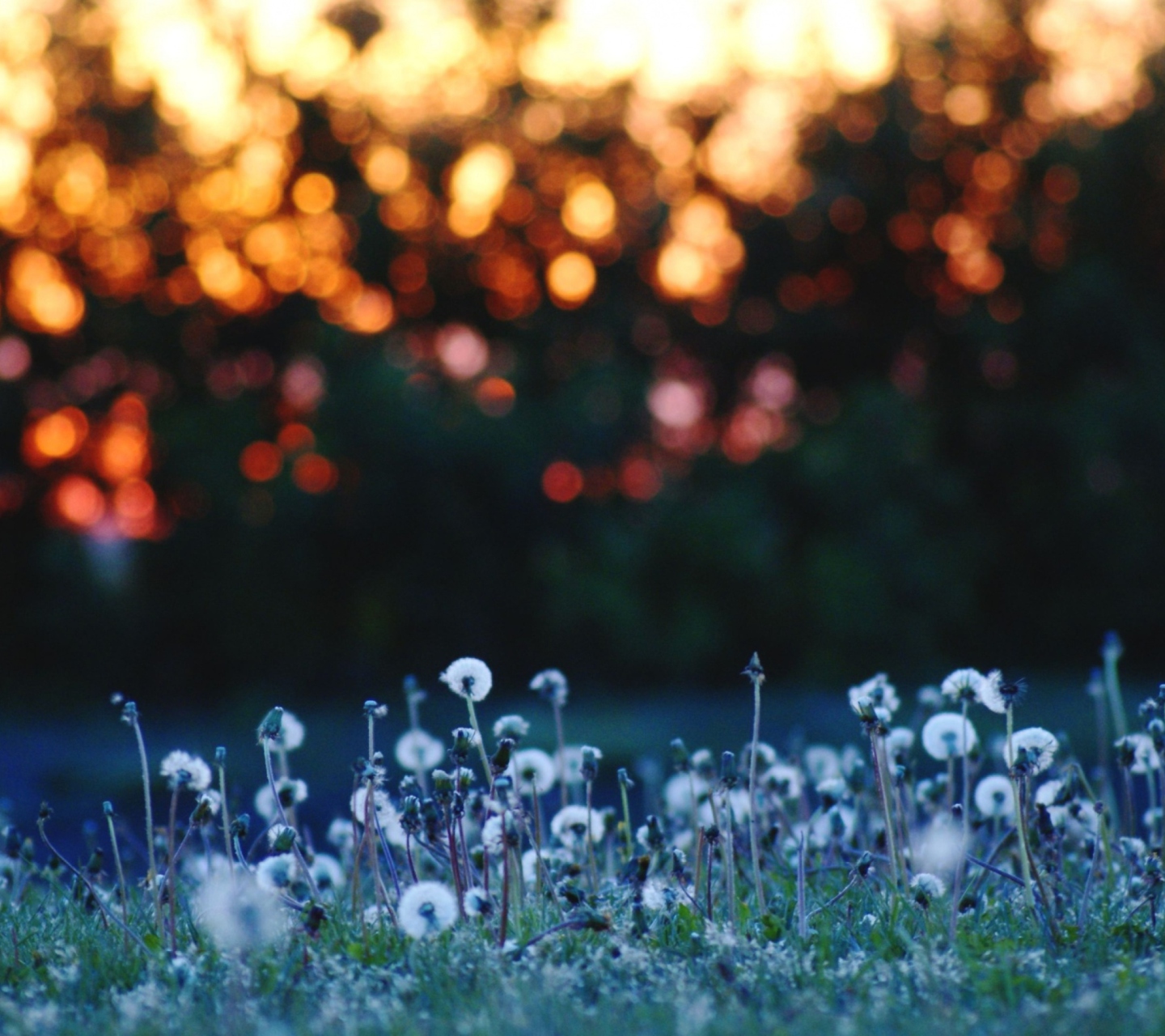 Dandelion Meadow wallpaper 1440x1280