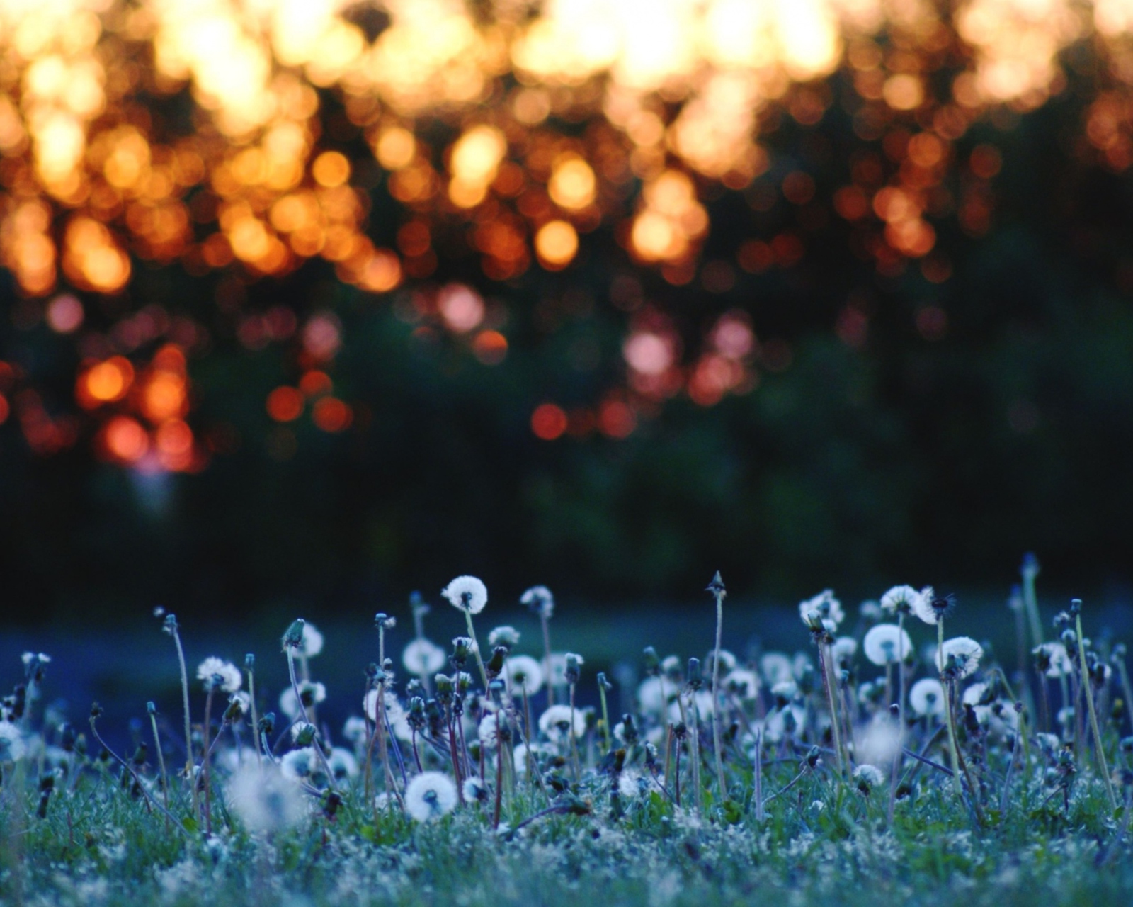 Dandelion Meadow screenshot #1 1600x1280