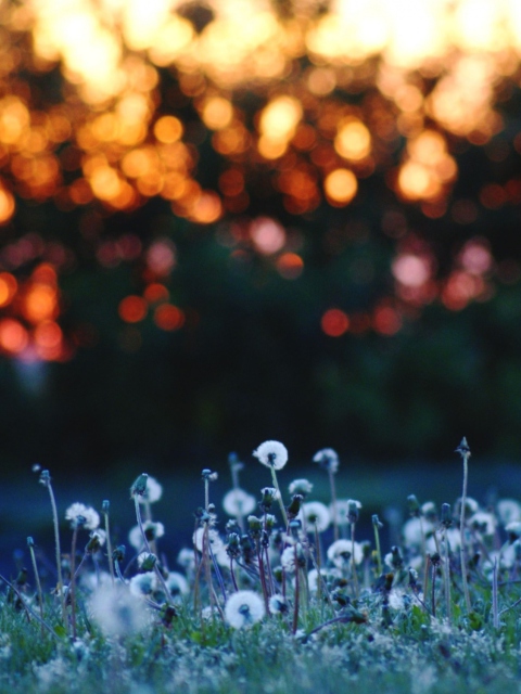 Dandelion Meadow screenshot #1 480x640