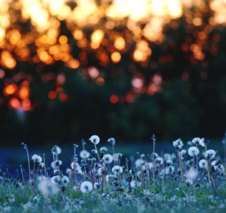 Dandelion Meadow sfondi gratuiti per 128x128