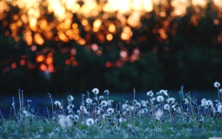 Dandelion Meadow Wallpaper for Android, iPhone and iPad