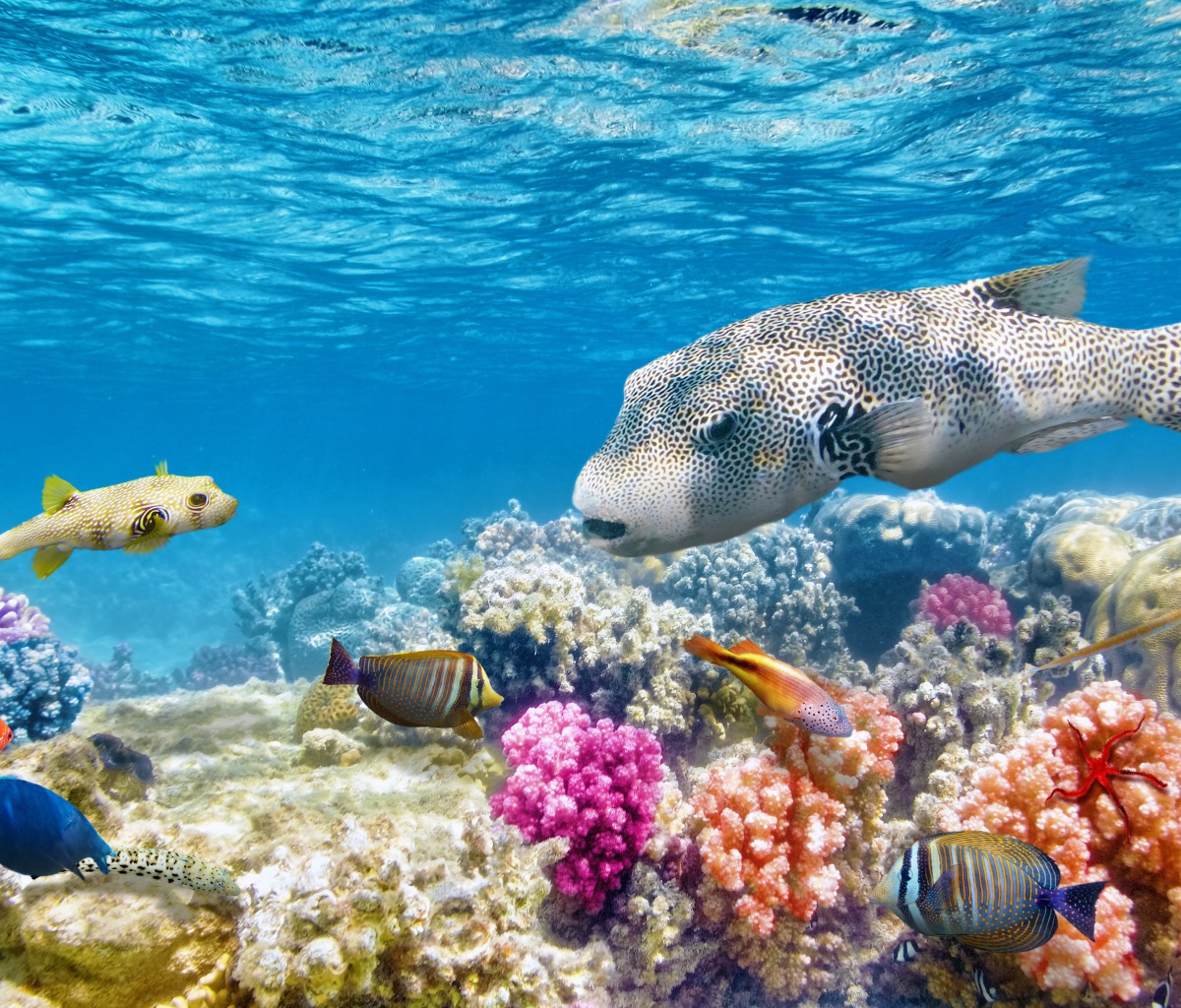 Fondo de pantalla Reef World 1200x1024