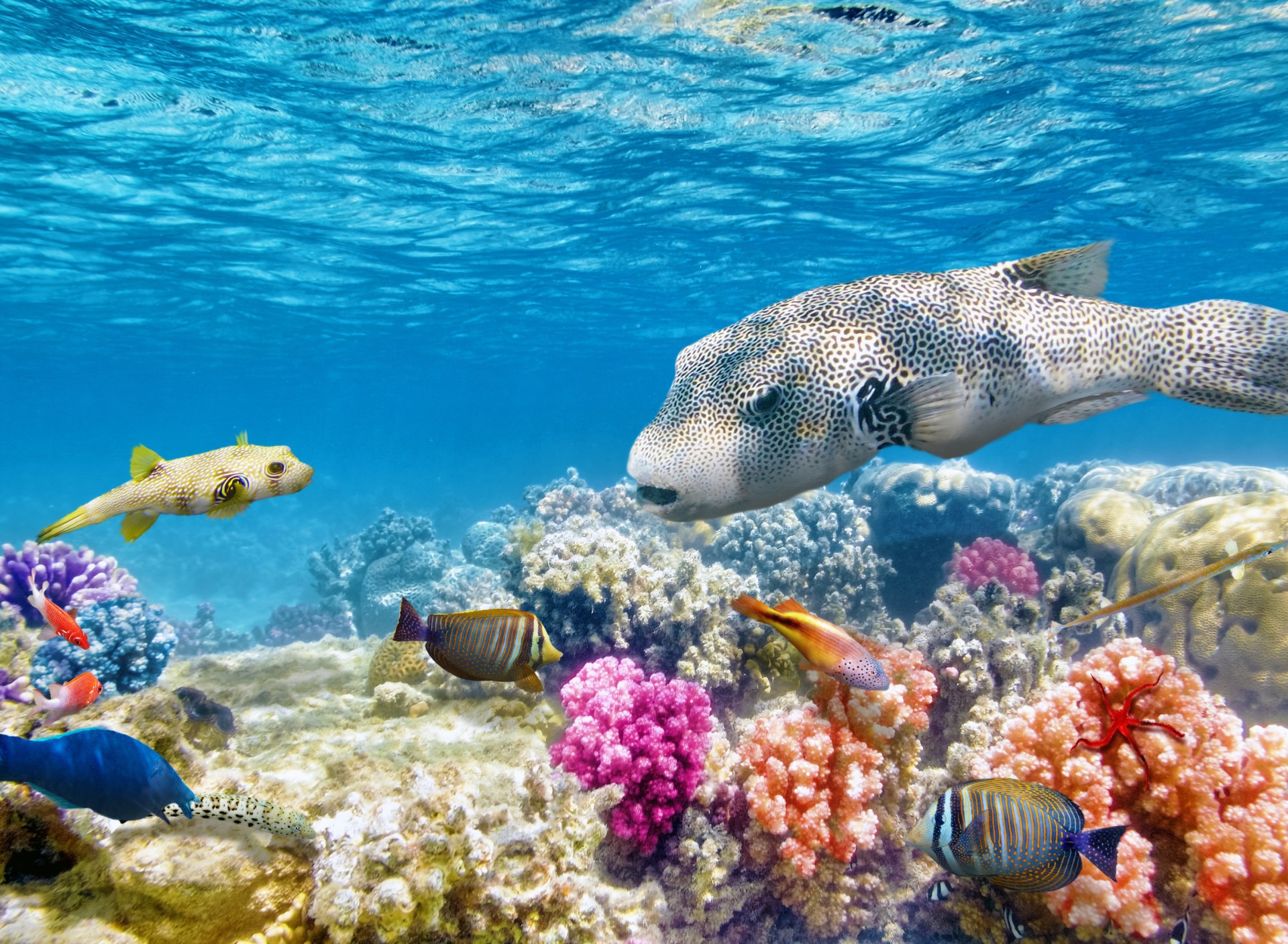 Reef World wallpaper 1920x1408