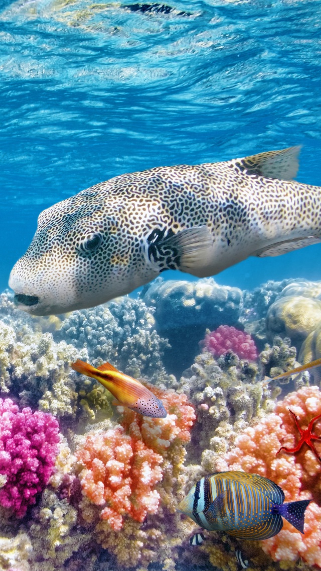Sfondi Reef World 640x1136