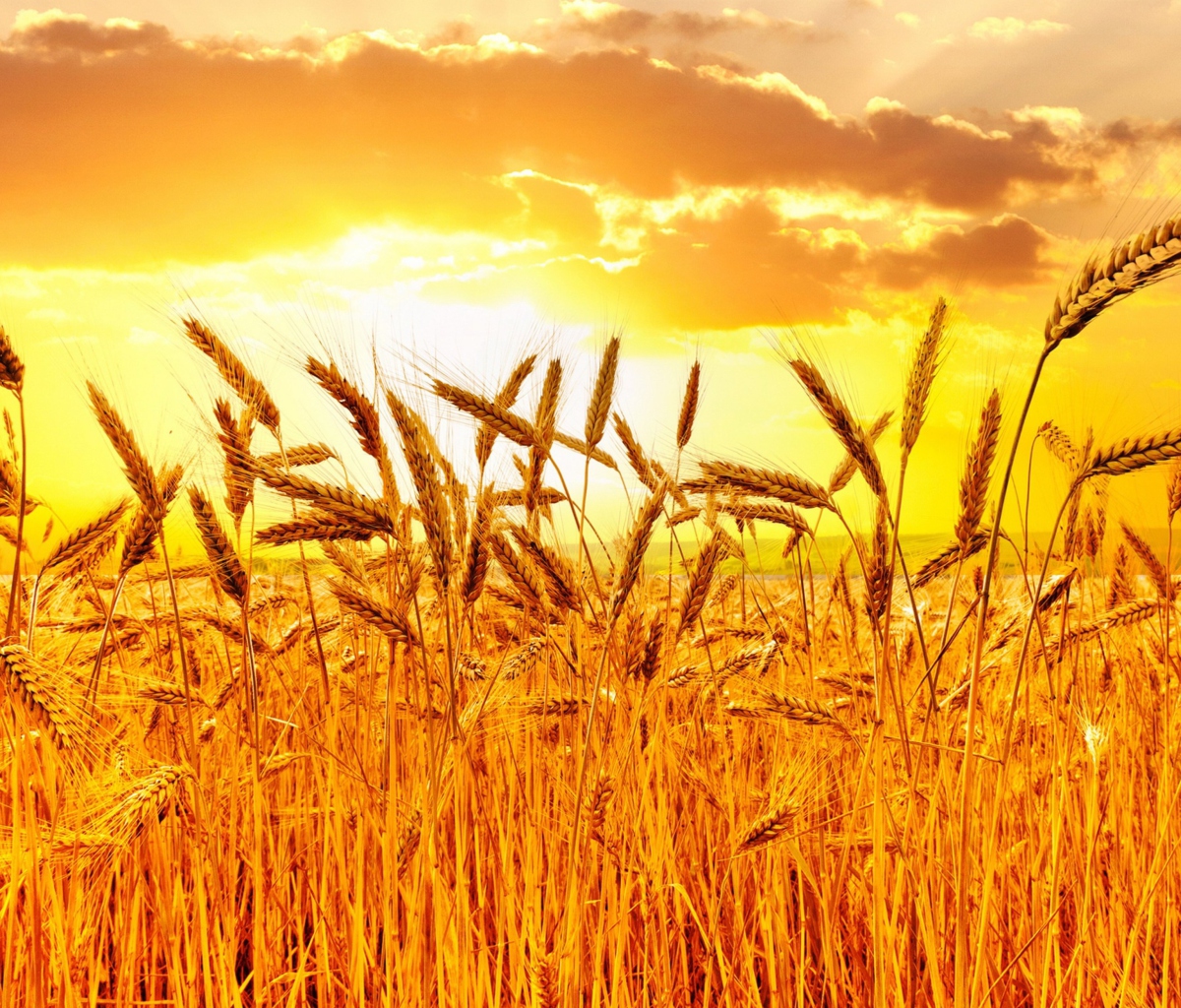 Обои Wheat 1200x1024