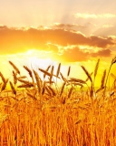 Das Wheat Wallpaper 128x160