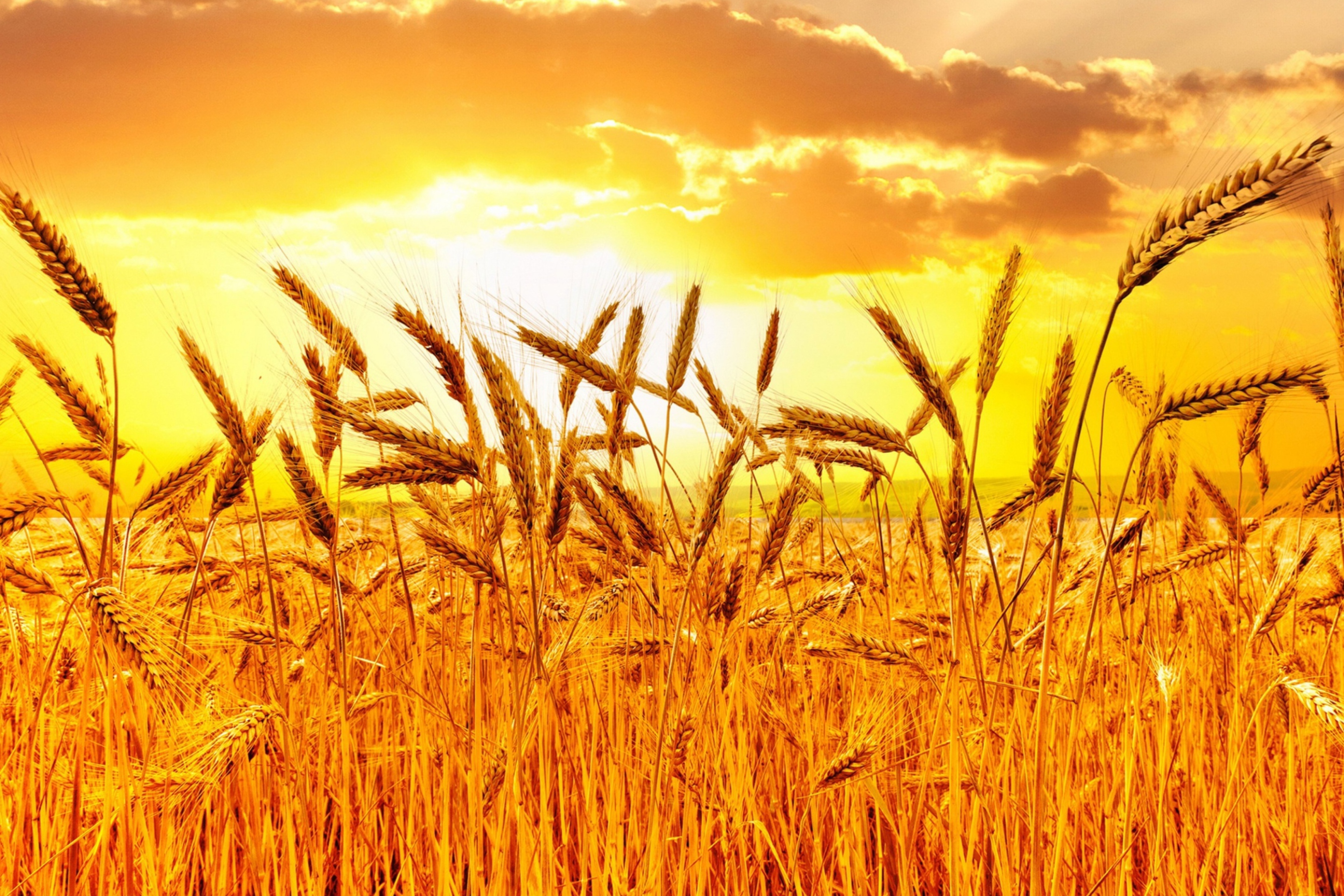 Das Wheat Wallpaper 2880x1920