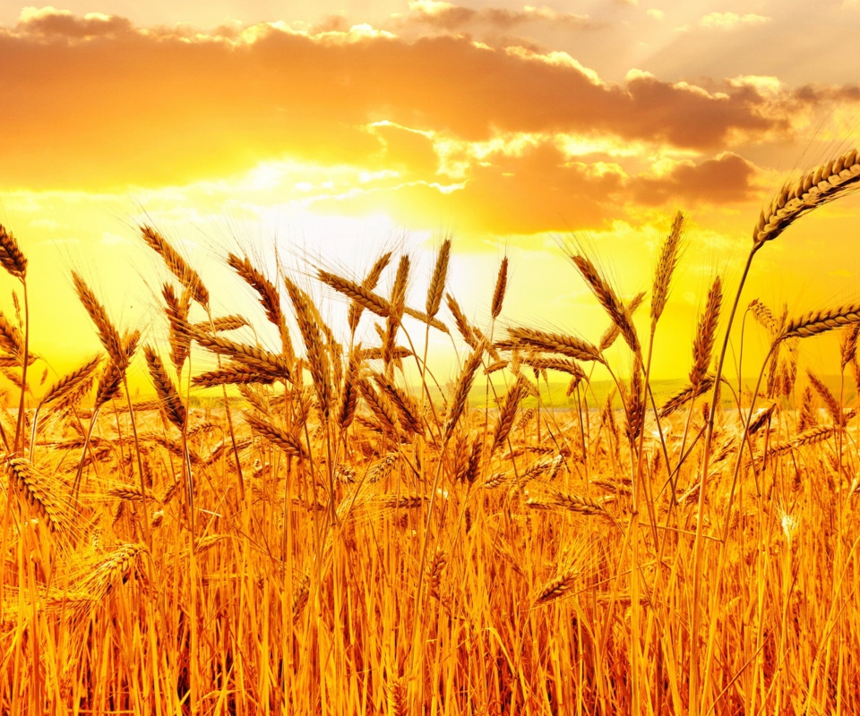 Обои Wheat 960x800