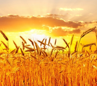 Wheat - Fondos de pantalla gratis para Samsung B159 Hero Plus