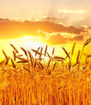 Wheat Background for Nokia C1-01