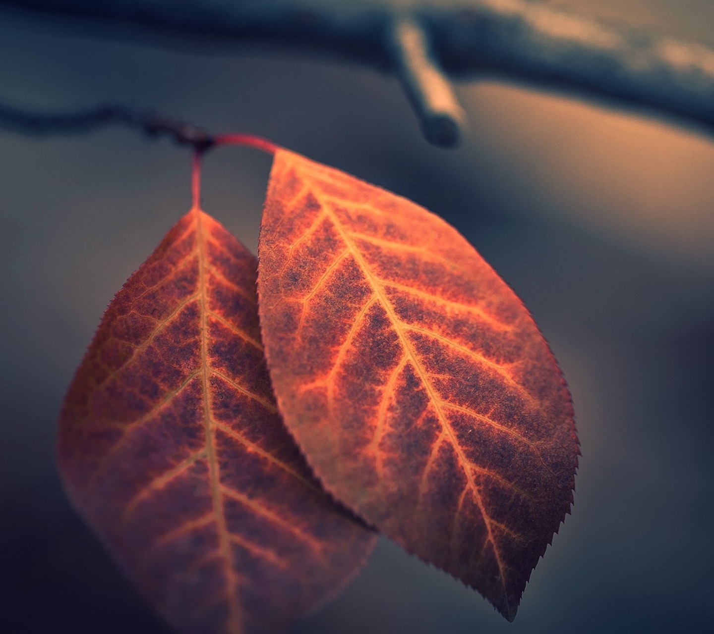 Two Ember Leaves wallpaper 1440x1280