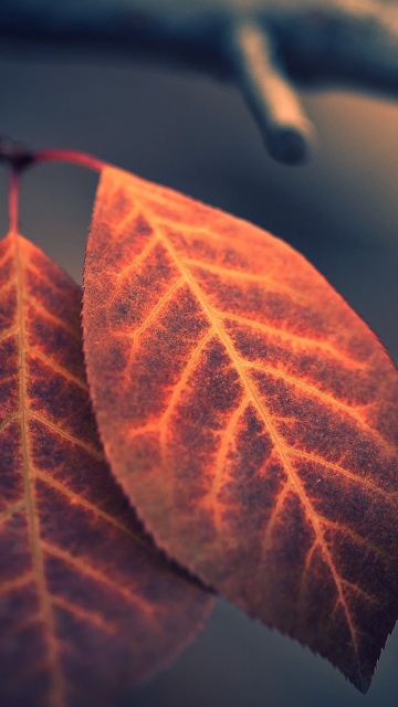 Two Ember Leaves screenshot #1 360x640