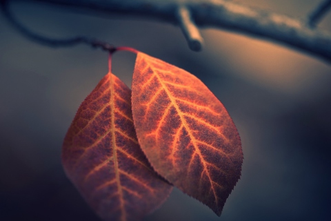 Two Ember Leaves wallpaper 480x320