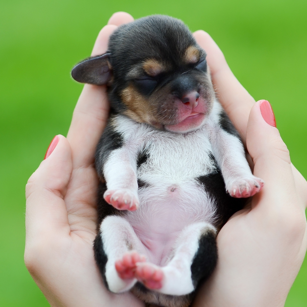 Cute Little Puppy In Hands wallpaper 1024x1024