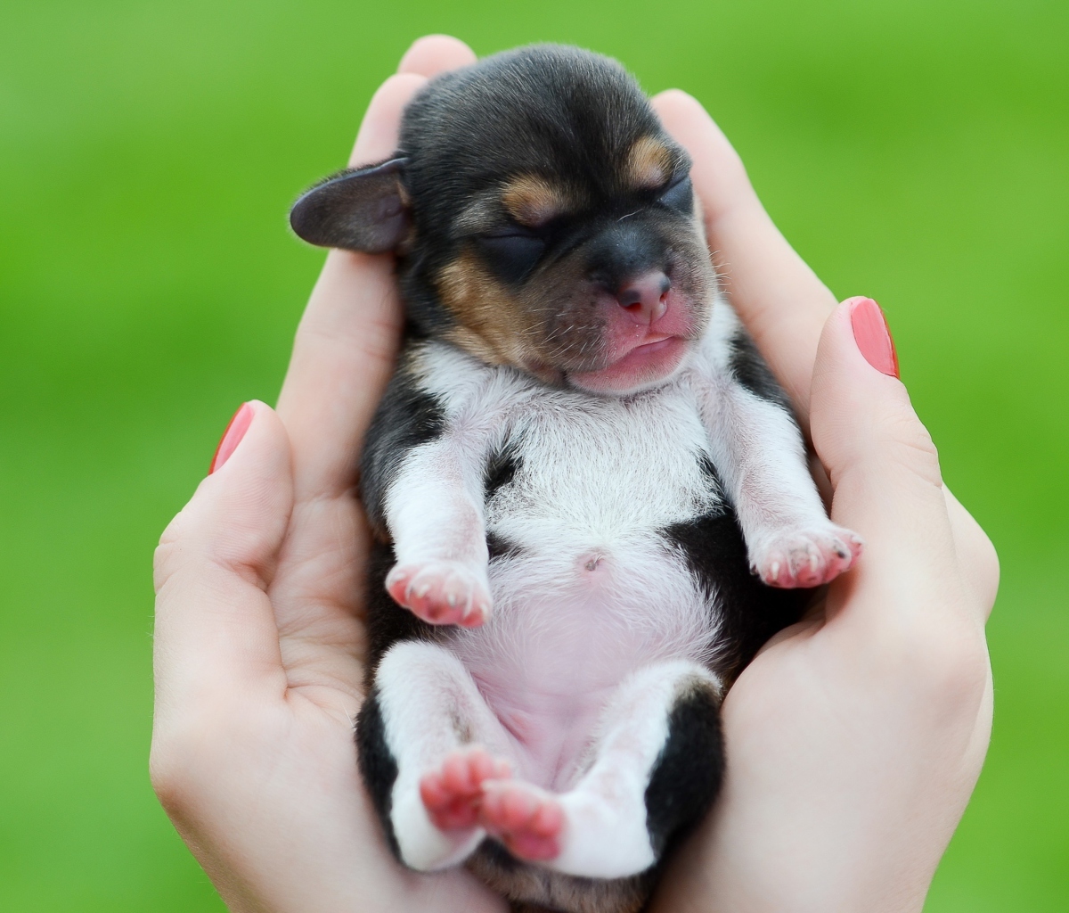 Cute Little Puppy In Hands wallpaper 1200x1024