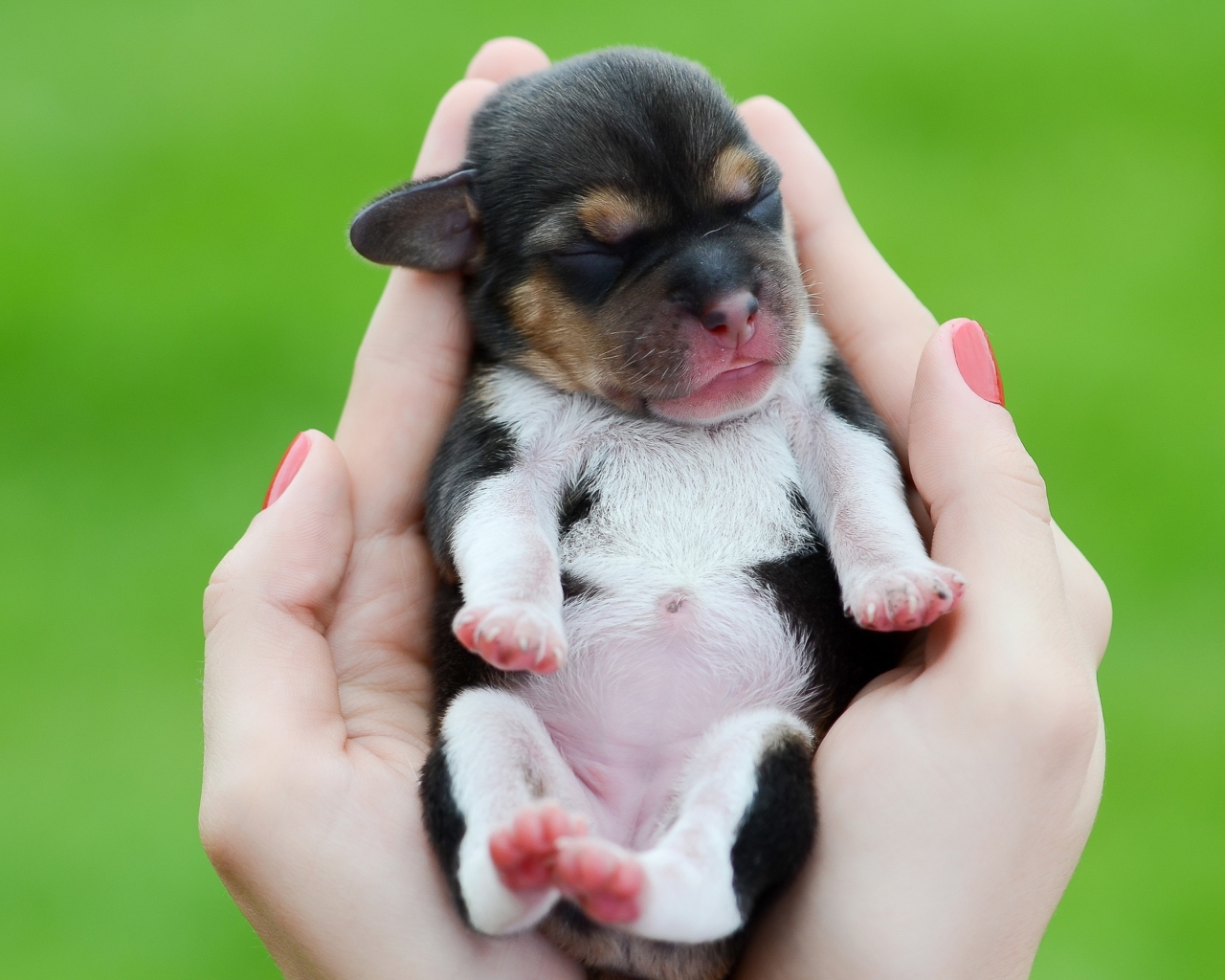 Fondo de pantalla Cute Little Puppy In Hands 1280x1024