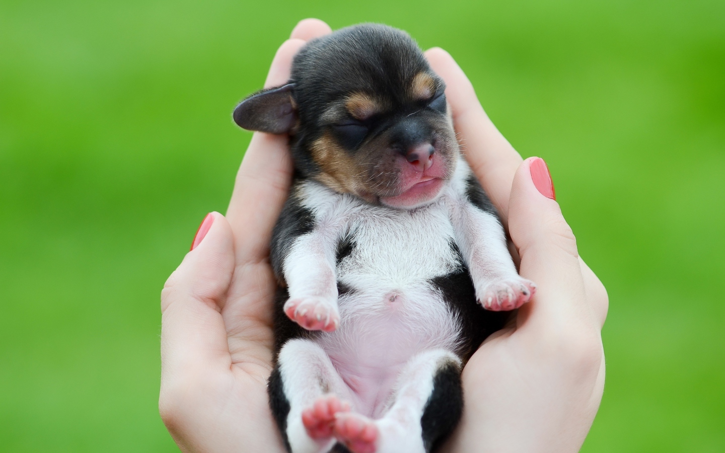 Обои Cute Little Puppy In Hands 1440x900