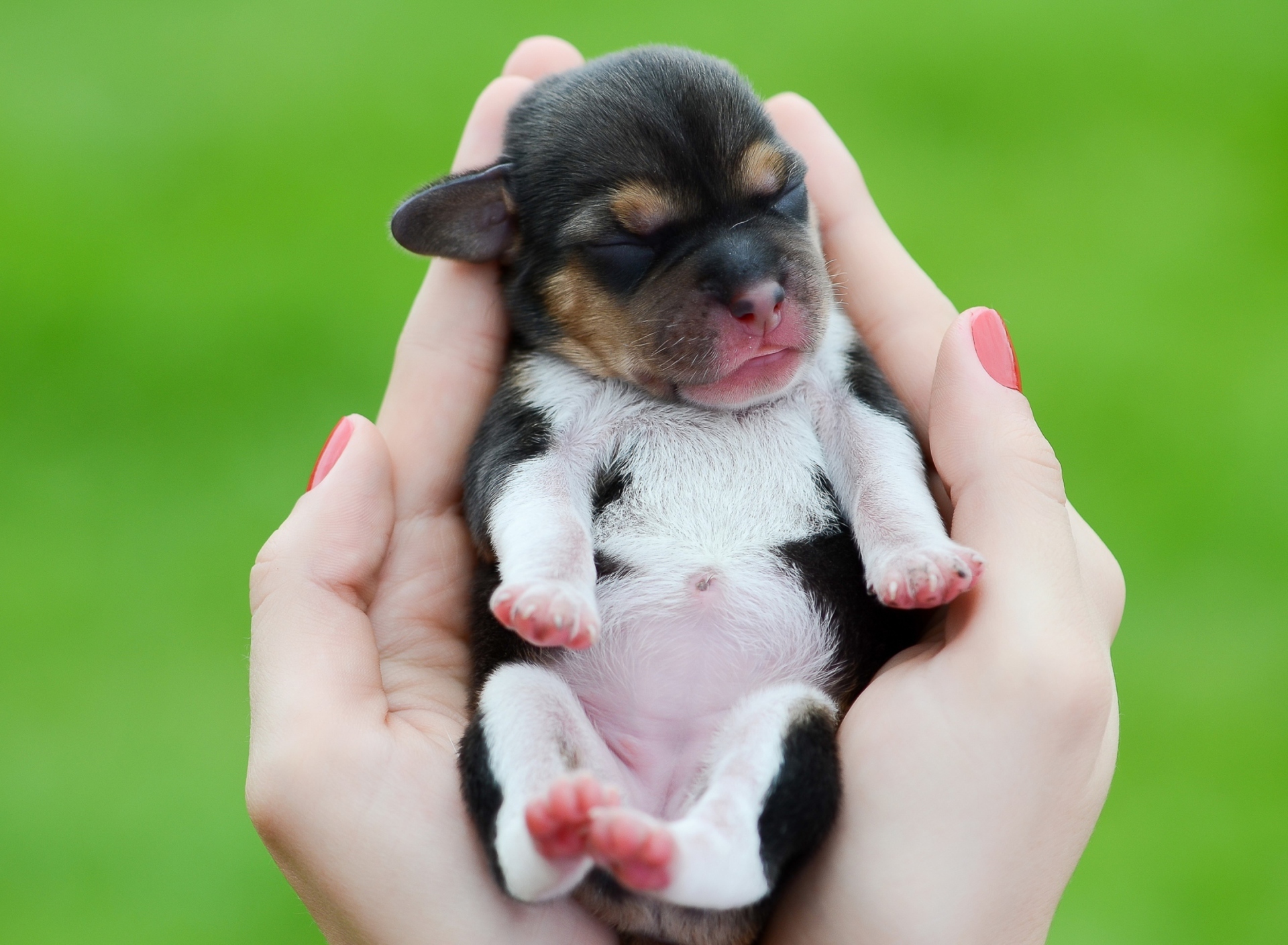 Cute Little Puppy In Hands wallpaper 1920x1408