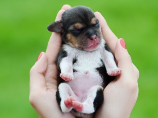 Cute Little Puppy In Hands wallpaper 320x240