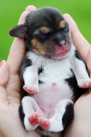 Cute Little Puppy In Hands wallpaper 320x480