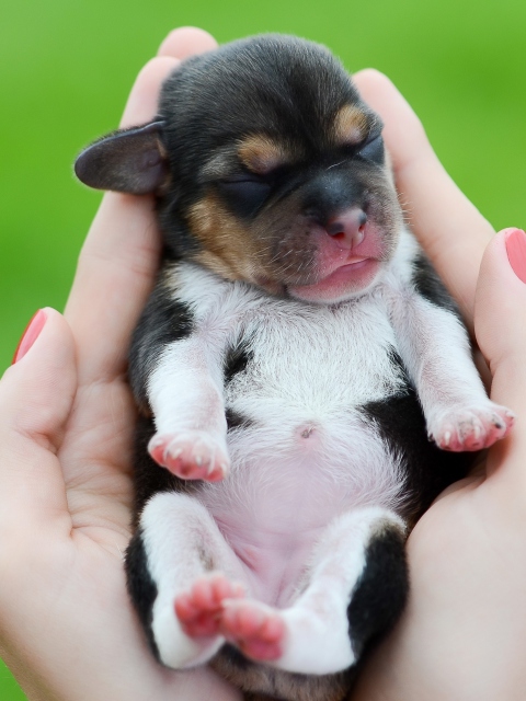 Cute Little Puppy In Hands screenshot #1 480x640