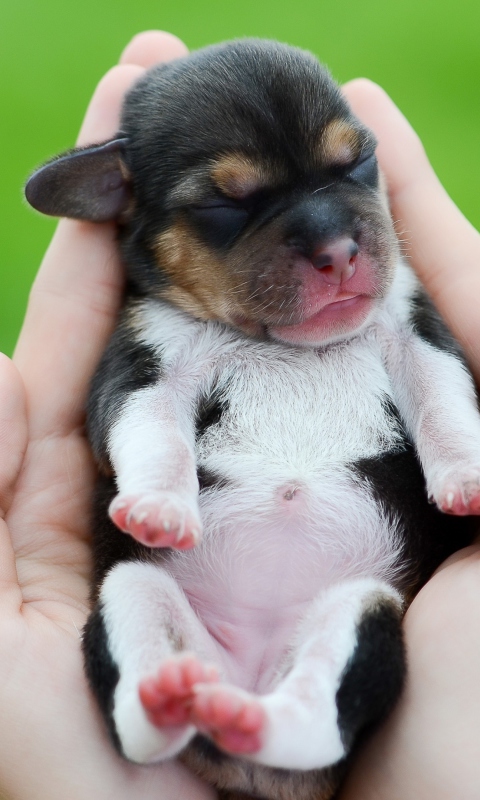 Das Cute Little Puppy In Hands Wallpaper 480x800
