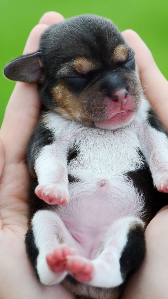 Cute Little Puppy In Hands wallpaper 640x1136