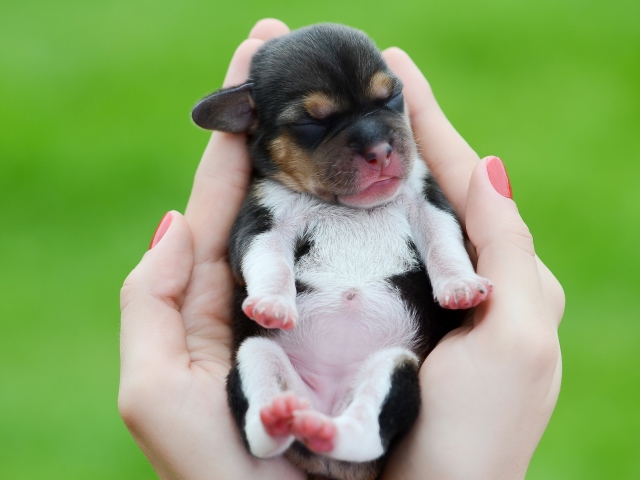 Das Cute Little Puppy In Hands Wallpaper 640x480