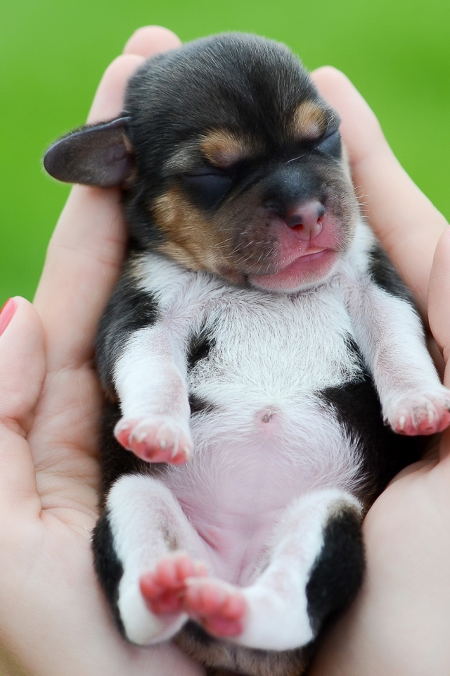 Cute Little Puppy In Hands wallpaper 640x960