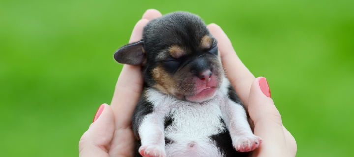 Cute Little Puppy In Hands wallpaper 720x320