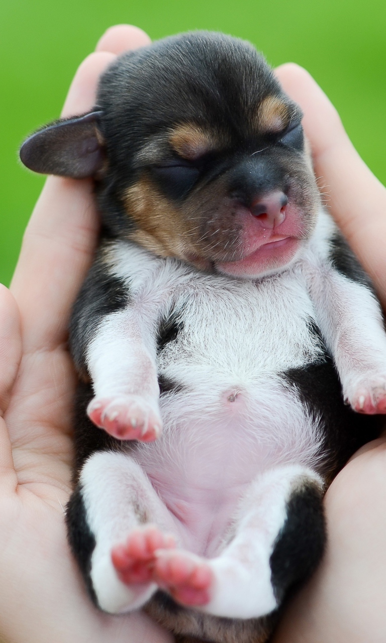 Das Cute Little Puppy In Hands Wallpaper 768x1280