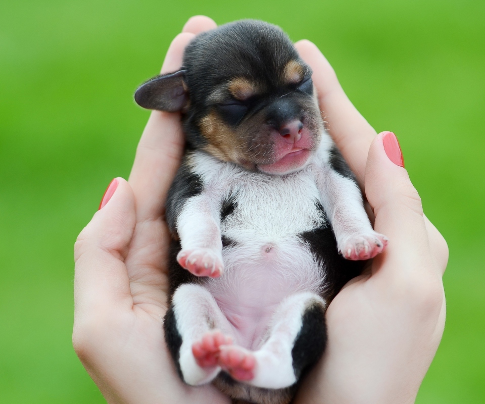 Обои Cute Little Puppy In Hands 960x800