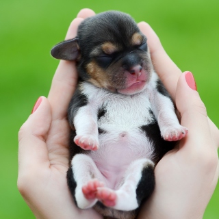 Kostenloses Cute Little Puppy In Hands Wallpaper für 1024x1024