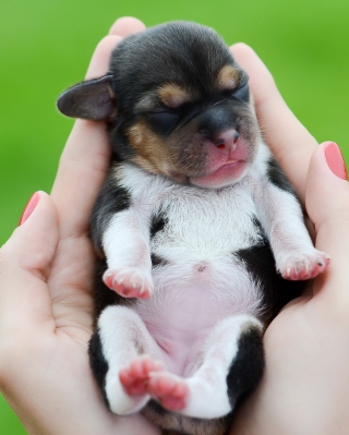 Cute Little Puppy In Hands - Fondos de pantalla gratis para Nokia Asha 309