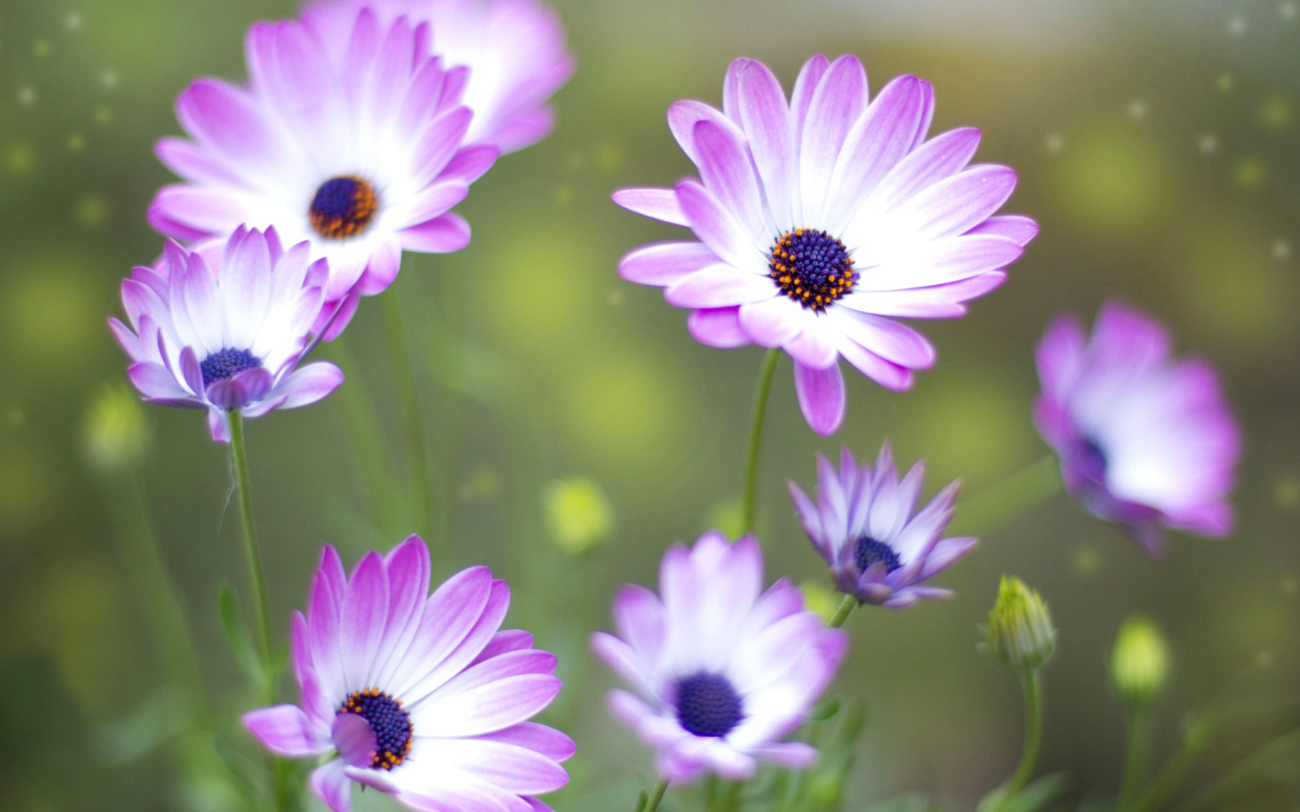 Summer Flowers wallpaper 2560x1600