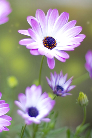 Обои Summer Flowers 320x480